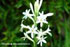 Tuberose